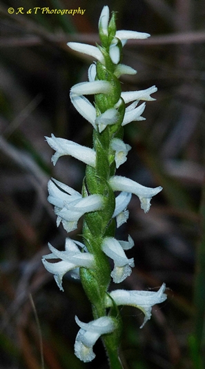 {Spiranthes magnicamporum}